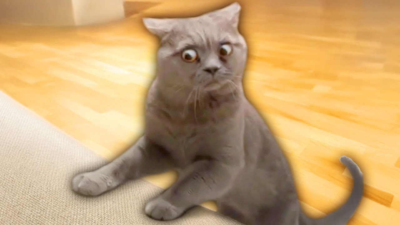 Best Cat Videos of the Decade